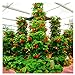 foto 100pcs / confezione gigante di fragola fragola scalare big red piante semi a casa garden nuovo bestseller 2024-2023