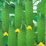 Harddo Cetriolo Seeds Green Vegetable Dutch Cucumber Cuke Seeds Mini Frutta foto, bestseller 2024-2023 nuovo, miglior prezzo EUR 1,00 recensione