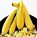 foto Zucchino giallo rugoso Friulano (Semente) nuovo bestseller 2024-2023