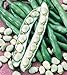 foto Shoopy Star Semi di zucca zucchine Beloplodny Bianco Verdura Organic Heirloom Russia Ucraina nuovo bestseller 2024-2023