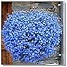 foto 400pcs! Famiglia perenne piante da giardino, fiore di lino blu fiori, piante in vaso sospeso, fiore blu semi di lino Hanging nuovo bestseller 2024-2023