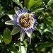 foto I semi di fiore della passione blu - Passiflora caerulea nuovo bestseller 2024-2023