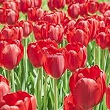 Kisshes Giardino - 100 Pezzi Bulbi di tulipano Semi di fiori Bulb Semi di fiori colorati Tulipani Bonsai Hardy Perenne foto, bestseller 2024-2023 nuovo, miglior prezzo EUR 1,99 recensione