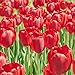 foto Kisshes Giardino - 100 Pezzi Bulbi di tulipano Semi di fiori Bulb Semi di fiori colorati Tulipani Bonsai Hardy Perenne nuovo bestseller 2024-2023