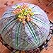 foto Pinkdose 50 pc Rare Piante grasse Arcobaleno Cactus Bonsai Pseudotruncatella Living Stone Rare Piante Catus Succulentas Giardino domestiche: Viola nuovo bestseller 2024-2023