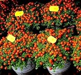 Semi di pomodoro ciliegio - Lycopersicon esculentum foto, bestseller 2024-2023 nuovo, miglior prezzo EUR 3,39 recensione