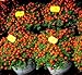 foto Semi di pomodoro ciliegio - Lycopersicon esculentum nuovo bestseller 2024-2023