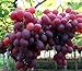 foto Pinkdose 30seds / bag seme fertilizzante frutto di semi d'uva frutta balcone in vaso 5: 1 nuovo bestseller 2024-2023