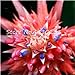 foto Pinkdose 50 Pz Rare Pink Bromeliad Tillandsia Bulbosai, Pigri Piante Mini Cactus Pot Crescita Naturale Succulenta Seedsplant per la Casa Giardino: 15 nuovo bestseller 2024-2023