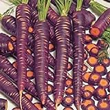 PLAT FIRM Germinazione I semi PLATFIRM-carota Semi 500 Purple Haze Carota ibride foto, bestseller 2024-2023 nuovo, miglior prezzo EUR 20,57 recensione