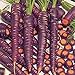 foto PLAT FIRM Germinazione I semi PLATFIRM-carota Semi 500 Purple Haze Carota ibride nuovo bestseller 2024-2023