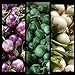 foto SEMI PLAT FIRM- (400) commestibili semi di verdure asiatica rotonda bianco, viola Thai melanzana (Solanum Melongena) da Kitchenseeds nuovo bestseller 2024-2023