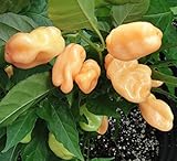 HABANERO PEACH (Usa) 10 SEMI peperoncino aroma fruttato color pesca foto, bestseller 2024-2023 nuovo, miglior prezzo EUR 4,90 recensione