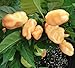 foto HABANERO PEACH (Usa) 10 SEMI peperoncino aroma fruttato color pesca nuovo bestseller 2024-2023