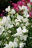 Fiore - Pisello Odoroso - Mammuth Bianco - 60 Semi foto, bestseller 2024-2023 nuovo, miglior prezzo EUR 1,10 recensione