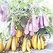 foto Visa Store 2018 vendita calda Davitu melanzana 'fiaba' semi di ortaggi gialli viola, 200 semi, confezione professionale, melanzane grandi organiche saporite nuovo bestseller 2024-2023