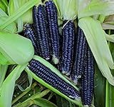 Shoppy Star: Seed Savers Exchange 1193 un'impollinazione di mais, nero Aztec, 50 Bustina di semi foto, bestseller 2024-2023 nuovo, miglior prezzo  recensione
