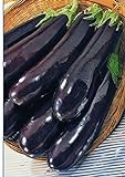 PLAT FIRM Germinazione dei semi: BIG PACK formato gigante semi Melanzana Lunga Pop. verdure medio-precoce dall'Ucraina foto, bestseller 2024-2023 nuovo, miglior prezzo EUR 18,12 recensione