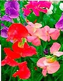 Fiore - Pisello Odoroso - Mammuth Mix - 500 Semi - Confezione Grande foto, bestseller 2024-2023 nuovo, miglior prezzo EUR 4,95 recensione