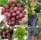 Pinkdose 50 Bulk Giardino d'uva bonsai Vitis Vinifera Delicious Fresh Fruit -Mixed bonsai - U. K foto, bestseller 2024-2023 nuovo, miglior prezzo  recensione