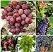 foto Pinkdose 50 Bulk Giardino d'uva bonsai Vitis Vinifera Delicious Fresh Fruit -Mixed bonsai - U. K nuovo bestseller 2024-2023