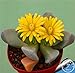 foto Pinkdose Grande Vendita! 100garden / Pack Migliore Rara Bonsai Fiore di Cactus, Forma Gigante, Il Calore tolleranti succulente Pianta perenne De Flores, P2LD7W nuovo bestseller 2024-2023