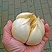 foto 100pcs / bag acquatici multi-petali semi di aglio gigante verdura biologica Cucina bonsai condimento alimentare o pianta in vaso per la casa giardino 2 nuovo bestseller 2024-2023