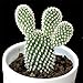 foto Pinkdose 200 pc Semi Fiore di Cactus, Semi Esotiche Piante grasse Ornamentali Attraente impressionanti: 1 nuovo bestseller 2024-2023