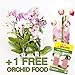 Foto 10 uds. Phalaenopsis, 2 Transmisión, Orquídea, flores, 9cm Olla, orquídea, Orquídea nuevo éxito de ventas 2024-2023