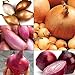foto Portal Cool Tipo 5: 100Pcs semi di cipolle giganti semi di ortaggi biologici pianta fai da te per il giardino Eh7E 02 nuovo bestseller 2024-2023