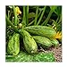 foto Shoopy Star Zucchini Nimba - Cucurbita Pepo - 12 Semi nuovo bestseller 2024-2023