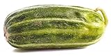Mini Cetriolo melone 'Carosello Scopatizzo Barese' - 10 Semi foto, bestseller 2024-2023 nuovo, miglior prezzo EUR 4,50 recensione