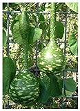 TROPICA - zucca - gigante (Cucurbita lagenaria) - 15 semi foto, bestseller 2024-2023 nuovo, miglior prezzo EUR 3,30 recensione
