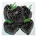 Exotic Plants nera fragola - - 30 semi foto, bestseller 2024-2023 nuovo, miglior prezzo EUR 4,98 recensione