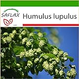 SAFLAX - Luppolo - 50 semi - Con substrato - Humulus lupulus foto, bestseller 2024-2023 nuovo, miglior prezzo EUR 4,45 recensione