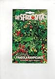 Fragola Rampicante (Semente) semi strawberry fragaria ananassa foto, bestseller 2024-2023 nuovo, miglior prezzo EUR 6,50 recensione