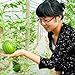 foto SEMI PLAT firm-20pcs mini semi di anguria verdura frutta e semi di anguria skgs balcone commestibile bonsai nuovo bestseller 2024-2023