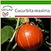 foto SAFLAX - Zucca di Hokkaido - 10 semi - Con substrato - Cucurbita maxima nuovo bestseller 2024-2023