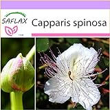 SAFLAX - Cappero - 25 semi - Capparis spinosa foto, bestseller 2024-2023 nuovo, miglior prezzo EUR 3,75 recensione