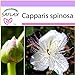 foto SAFLAX - Cappero - 25 semi - Capparis spinosa nuovo bestseller 2024-2023
