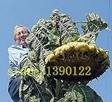 20 pezzi giganti di semi di girasole gigante grandi semi di fiori di girasole Black Russian semi di girasole per il giardino di casa foto, bestseller 2024-2023 nuovo, miglior prezzo EUR 10,99 recensione