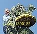 foto 20 pezzi giganti di semi di girasole gigante grandi semi di fiori di girasole Black Russian semi di girasole per il giardino di casa nuovo bestseller 2024-2023