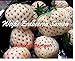foto 100x bianco fragole ANANAS GUSTO semi seme Eye-catcher Pianta Frutta COMMESTIBILE Giardino Novità #121 nuovo bestseller 2024-2023