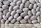 San Felipe Pueblo Bianco tepary fagioli Semi, Phaseolus acutifolius - Fagioli rampicanti foto, bestseller 2024-2023 nuovo, miglior prezzo EUR 10,99 recensione