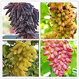 Shoopy Star 1: 50 pz/borsa Raro semi d'uva a dita Frutta avanzata Crescita naturale uva Delicious foto, bestseller 2024-2023 nuovo, miglior prezzo  recensione