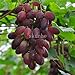 foto Pinkdose Bonsai d'uva in miniatura - Patio Syrah - Vitis Vinifera - Pianta d'appartamento - 20 pezzi - Bonsai di frutta: 8 nuovo bestseller 2024-2023