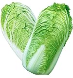 KINGDUO Semi di Cavolo Delizioso Cinese di 100Pcs Nutriente Verde Verdura Semi di Brassica Piante Giardino foto, bestseller 2024-2023 nuovo, miglior prezzo EUR 9,24 recensione