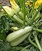 foto Portal Cool 20 Semi Zucchini