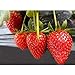 foto Semi di fragola, semi di piante da frutto fragola per giardino domestico-100pz nuovo bestseller 2024-2023