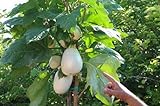 Portal Cool 30 semi Solanum torvum (Albero melanzane \ pomodoro) foto, bestseller 2024-2023 nuovo, miglior prezzo EUR 9,99 recensione